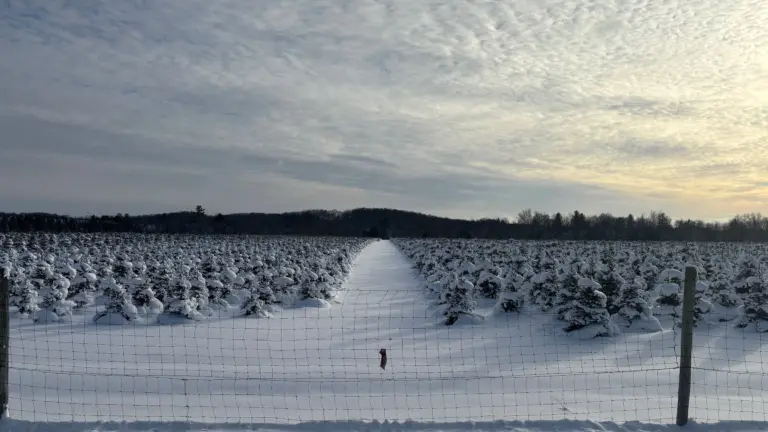 Photo of a snow covered field of baby Christmas trees.