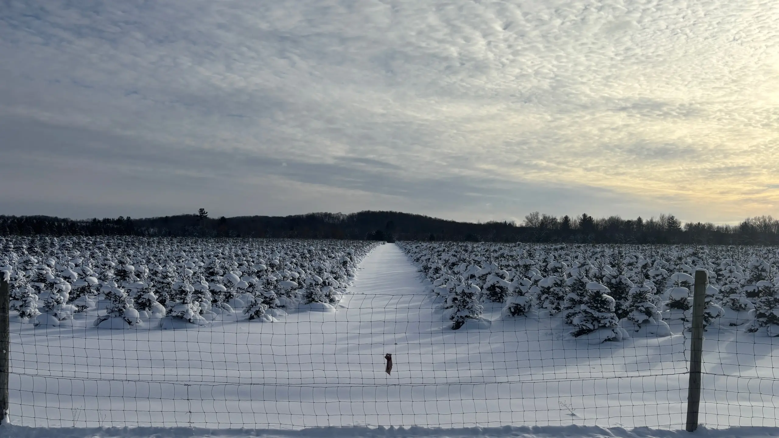 Photo of a snow covered field of baby Christmas trees.