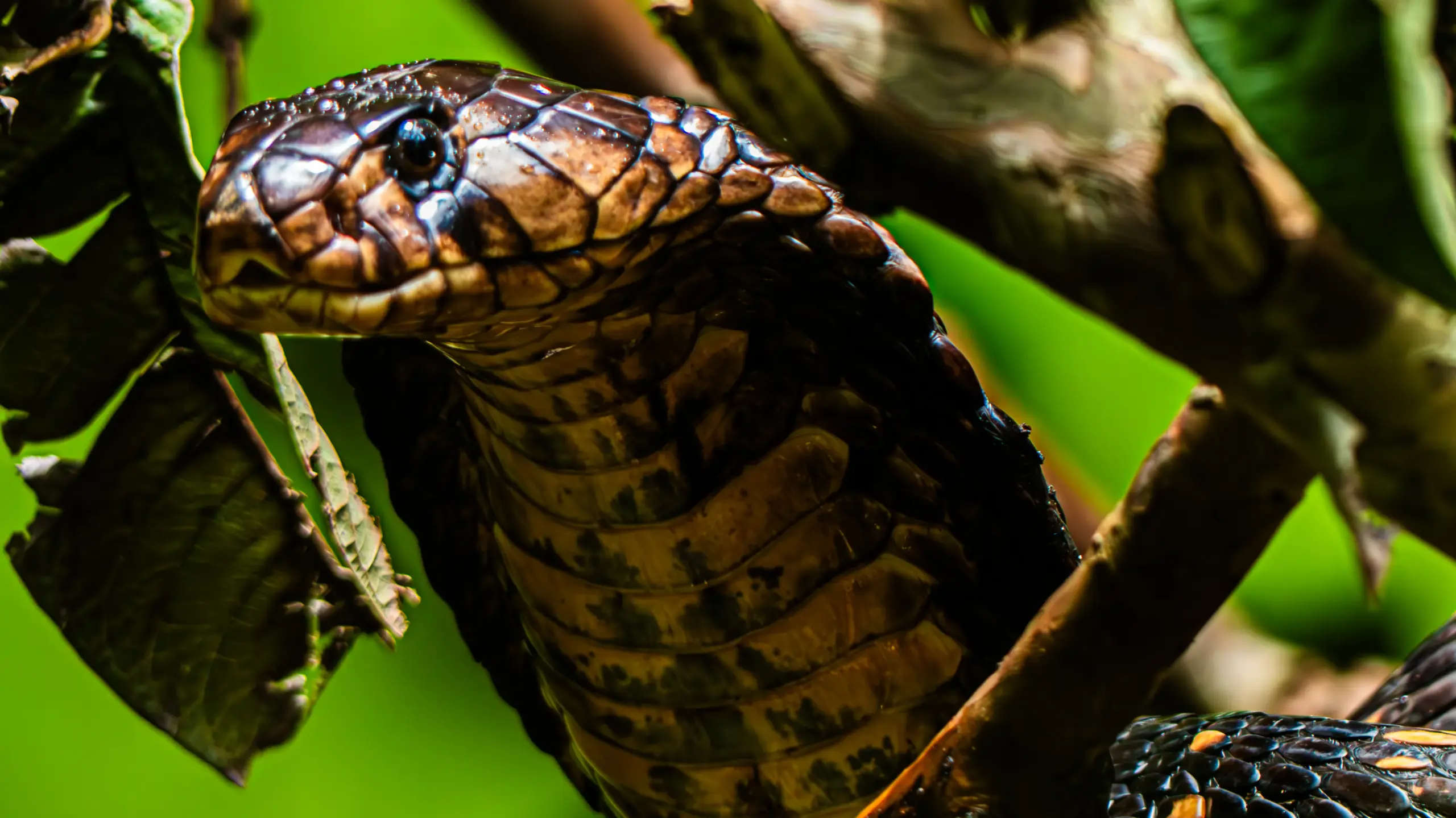Closeup of the head of a cobra.